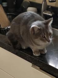 Found/Stray Unknown Cat last seen Potrero at Liberty, El Cerrito, CA 94530