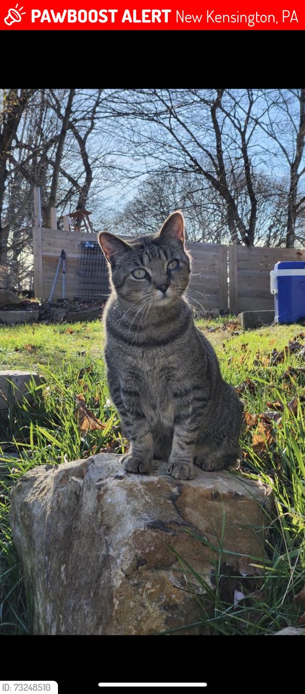 Lost Male Cat last seen Campbell avenue and valley street, New Kensington, PA 15068