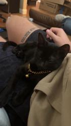 Lost Female Cat last seen Austin College, Sherman, TX 75090