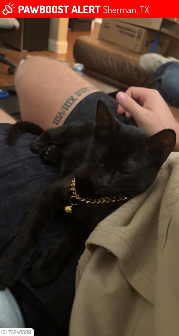 Lost Female Cat last seen Austin College, Sherman, TX 75090