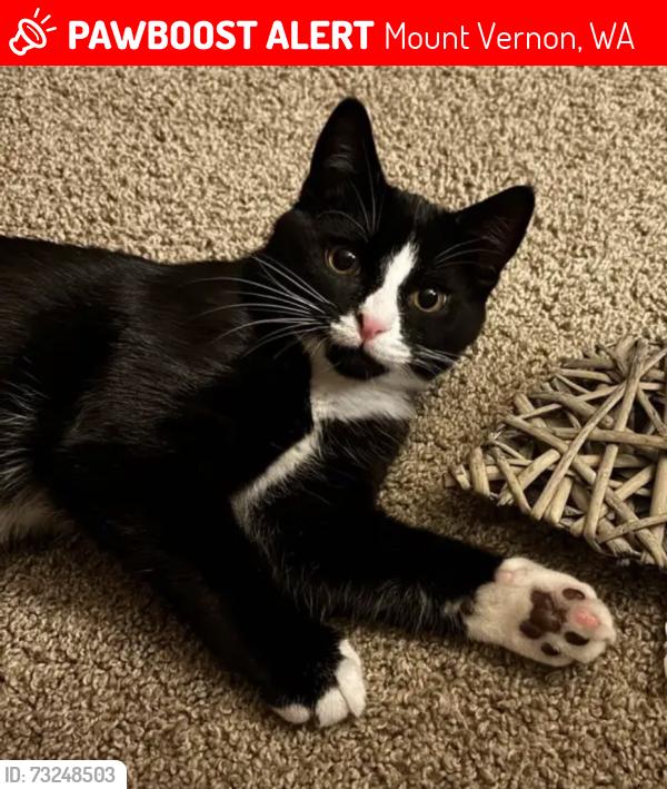 Lost Male Cat last seen E Blackburn rd., Mount Vernon, WA 98274