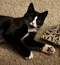 Lost Male Cat last seen E Blackburn rd., Mount Vernon, WA 98274