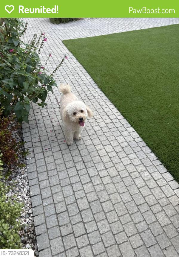 Reunited Male Dog last seen Clarendon and Ponce, Los Angeles, CA 91367