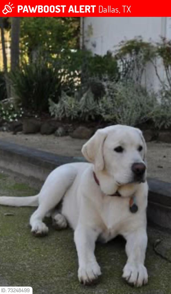 Lost Male Dog last seen Hedgerow and Vandallia, Dallas, TX 75235