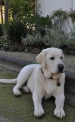 Lost Male Dog last seen Hedgerow and Vandallia, Dallas, TX 75235