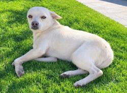 Lost Male Dog last seen Cere Ave and Beech, Fontana, CA 92335