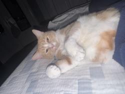 Reunited Female Cat last seen Pine Dr, Raleigh, NC 27606