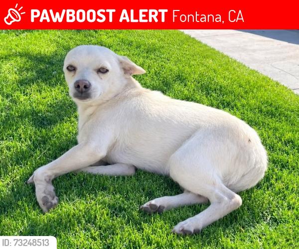 Lost Male Dog last seen Cere Ave and Beech, Fontana, CA 92335