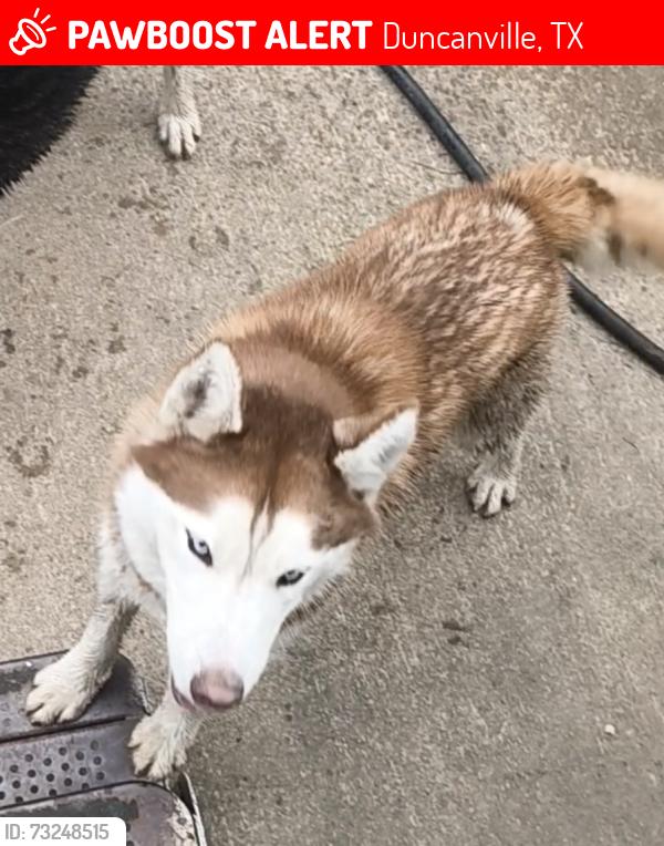 Lost Male Dog last seen Service road of Highway 67 & Danieldale, Duncanville, TX 75116