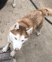 Lost Male Dog last seen Service road of Highway 67 & Danieldale, Duncanville, TX 75116