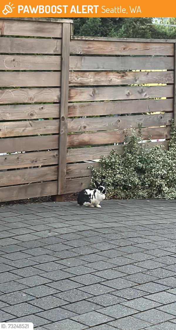Found/Stray Unknown Rabbit last seen Iek, Seattle, WA 98119