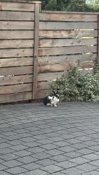 Found/Stray Unknown Rabbit last seen Iek, Seattle, WA 98119