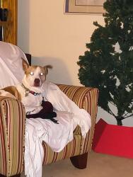 Lost Female Dog last seen Garden Ridge and 35, Lewisville, TX 75077