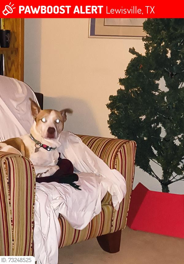 Lost Female Dog last seen Garden Ridge and 35, Lewisville, TX 75077