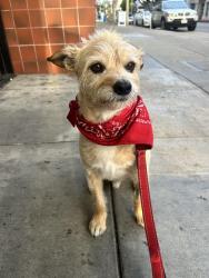 Reunited Male Dog last seen Fillmore & Greenwich, San Francisco, CA 94123