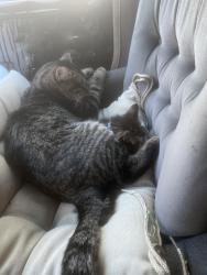 Lost Male Cat last seen Greenville and Warner, Santa Ana, CA 92704