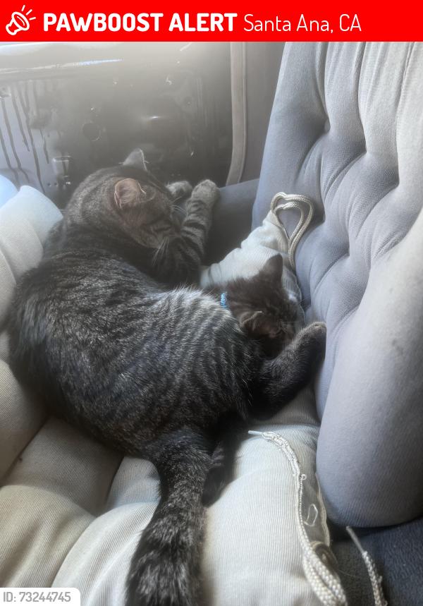 Lost Male Cat last seen Greenville and Warner, Santa Ana, CA 92704