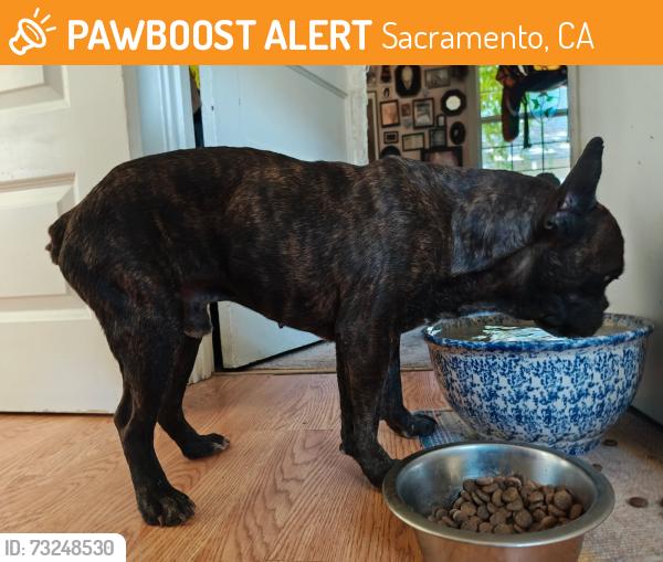 Found/Stray Male Dog last seen 9th ave and 38th street, Sacramento, CA 95817