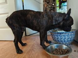 Found/Stray Male Dog last seen 9th ave and 38th street, Sacramento, CA 95817