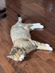 Reunited Female Cat last seen Last seen in backyard near Marshall springs school in evergreen, Calgary, AB 