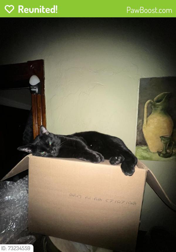 Reunited Male Cat last seen At home, Auburn, MA 01501