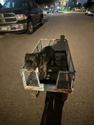 Reunited Female Dog last seen Bluebell way and 83th, Denver, CO 80221