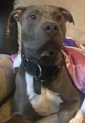 Lost Male Dog last seen Mud creek, Cobb County, GA 30064