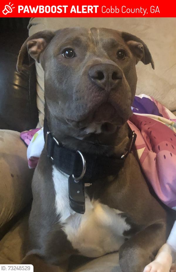 Lost Male Dog last seen Mud creek, Cobb County, GA 30064