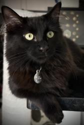 Lost Male Cat last seen Hall Johnson and Colleyville Blvd, Colleyville, TX 76034