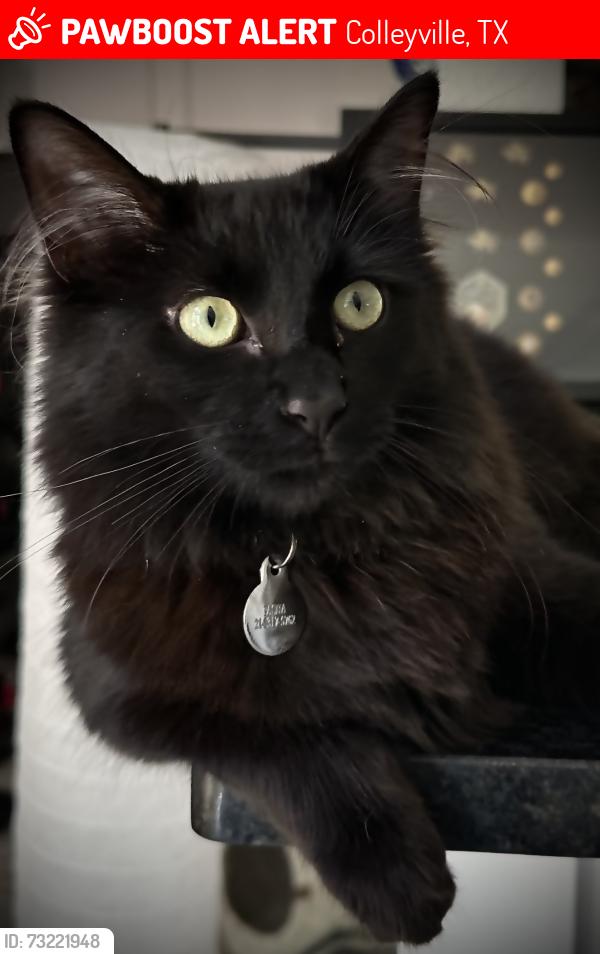 Lost Male Cat last seen Hall Johnson and Colleyville Blvd, Colleyville, TX 76034