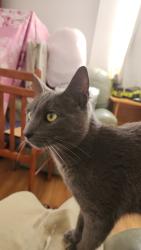 Found/Stray Unknown Cat last seen Amaranthus place, Macquarie Fields, NSW 2564
