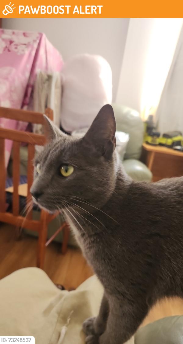 Found/Stray Unknown Cat last seen Amaranthus place, Macquarie Fields, NSW 2564