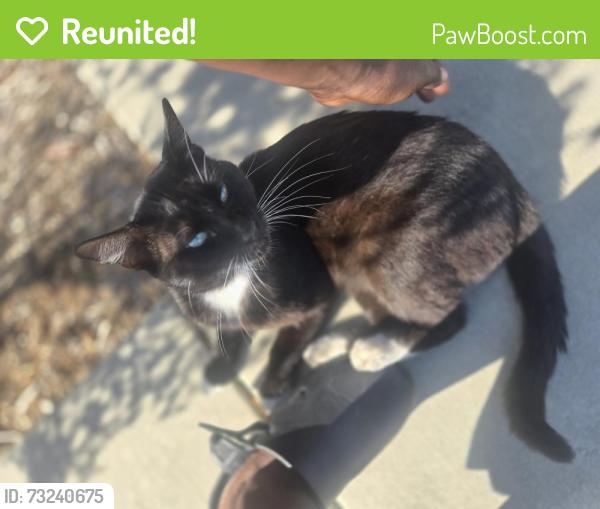 Reunited Male Cat last seen 182nd st and Budlong ave, Gardena, CA 90248