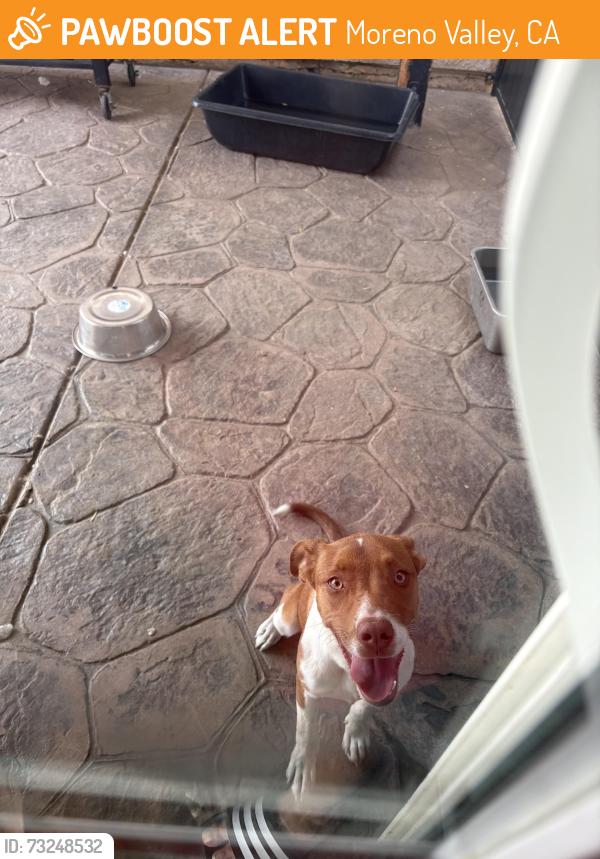 Found/Stray Female Dog last seen Heacock and fawn street, Moreno Valley, CA 92553