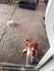 Found/Stray Female Dog last seen Heacock and fawn street, Moreno Valley, CA 92553