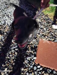 Reunited Male Dog last seen Bluebell way and 83th, Denver, CO 80221