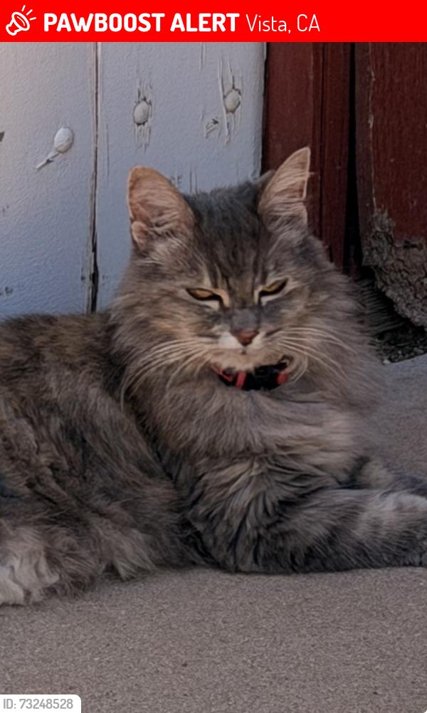 Lost Female Cat last seen Tower Dr / Phillips / Mar Vista, Vista, CA 92083