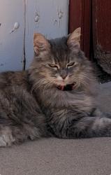Lost Female Cat last seen Tower Dr / Phillips / Mar Vista, Vista, CA 92083