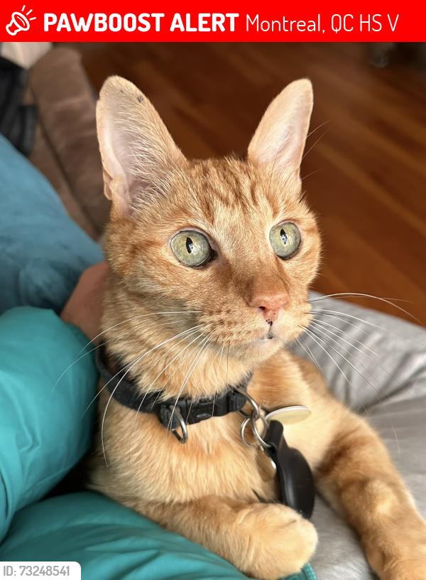 Lost Male Cat last seen Rue Paisley, Rosemont-LaPetite-Patrie, Montréal, Montreal, QC H1S 1V2