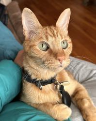 Lost Male Cat last seen Rue Paisley, Rosemont-LaPetite-Patrie, Montréal, Montreal, QC H1S 1V2