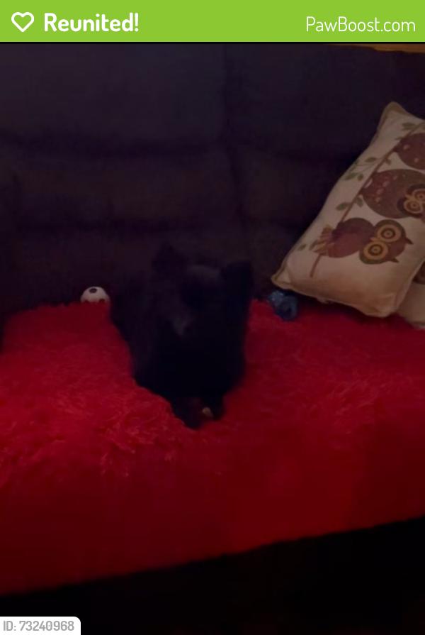 Reunited Male Dog last seen Straberry burke, Pasadena, TX 77506