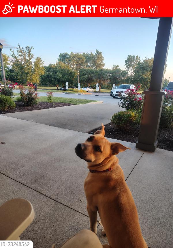 Lost Male Dog last seen County line road, Germantown, WI 53022
