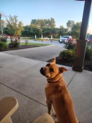 Lost Male Dog last seen County line road, Germantown, WI 53022