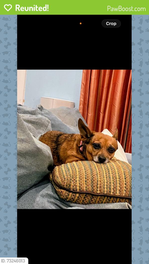 Reunited Female Dog last seen Meadow Crest and Brittany, Mansfield, TX 76063