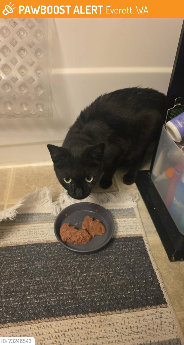 Found/Stray Female Cat last seen Near enterprise rent a car on evergreen way, Everett, WA 98203