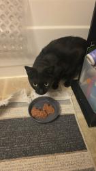 Found/Stray Female Cat last seen Near enterprise rent a car on evergreen way, Everett, WA 98203