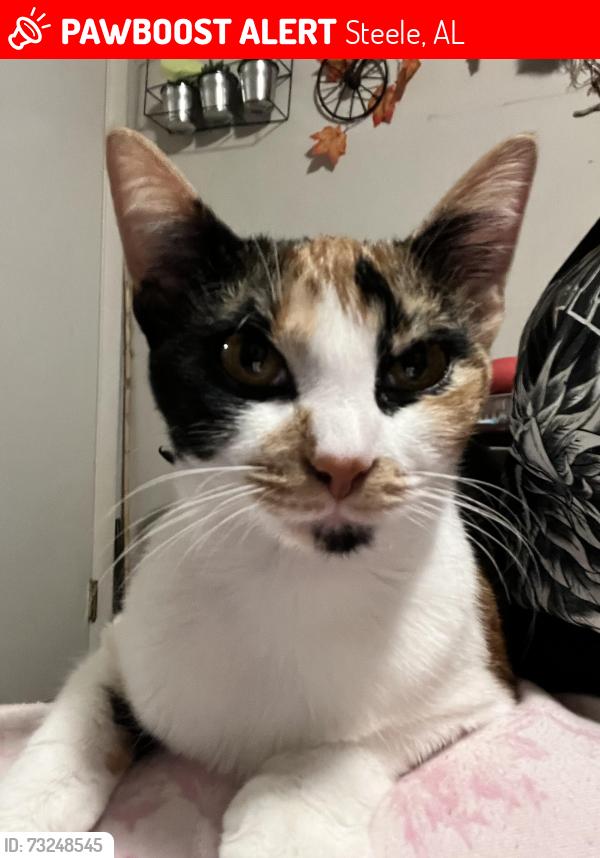 Lost Female Cat last seen hyatt drive steele alabama, Steele, AL 35987