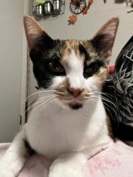 Lost Female Cat last seen hyatt drive steele alabama, Steele, AL 35987