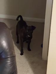 Lost Male Dog last seen Division of forestry J46, Milton, FL 32583