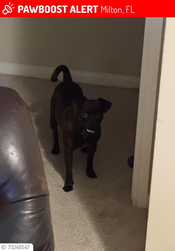 Lost Male Dog last seen Division of forestry J46, Milton, FL 32583